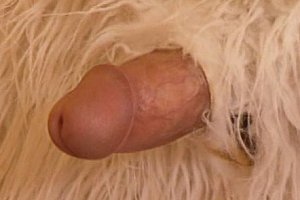 性孟交xxxx乱大交孕妇